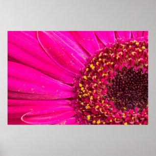 Nahaufnahme einer Gerbera Poster