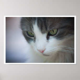 Nahaufnahme einer getigerten und weißen Katze Poster