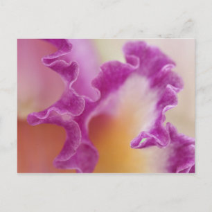 Nahaufnahme einer Hybrid-Orchidee, Delray Beach, F Postkarte