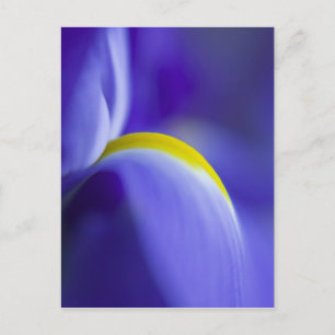 Nahaufnahme einer Iris Blue Flag. Postkarte
