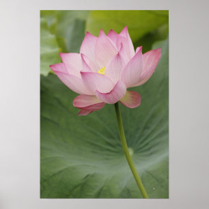 Nahaufnahme einer Lotusblüte, Nelumbo nucifera), Poster