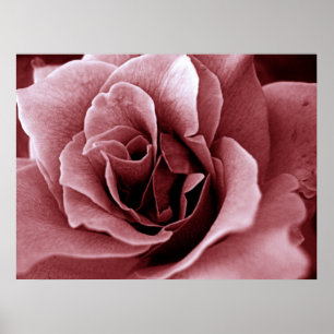 Nahaufnahme einer monochromen Rosenblüte Poster