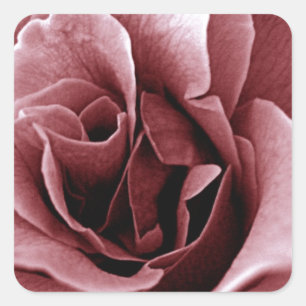 Nahaufnahme einer monochromen Rosenblüte Quadratischer Aufkleber