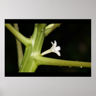 Nahaufnahme einer Papaya-Blume, nach hartem Regen Poster