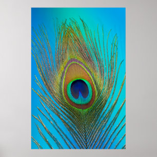 Nahaufnahme einer Pfauenfeder Poster
