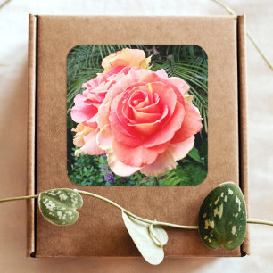 Nahaufnahme einer riesigen rosa Rose, schön und mo Quadratischer Aufkleber