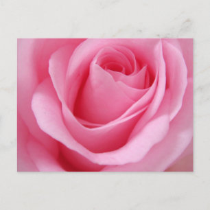 Nahaufnahme einer rosa Rosenblüte Postkarte
