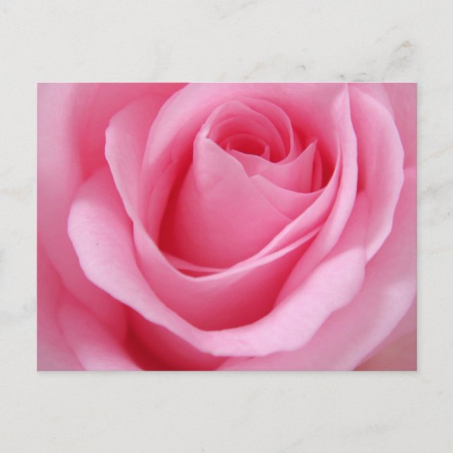 Nahaufnahme einer rosa Rosenblüte Postkarte (Vorderseite)