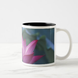 Nahaufnahme einer roten Lotusblüte und grüner Blät Zweifarbige Tasse