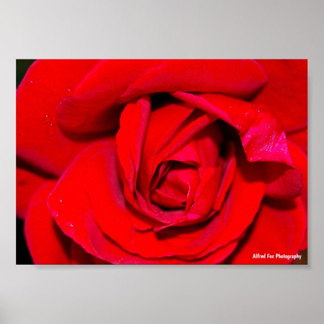 Nahaufnahme einer roten Rose Poster (Vorne)