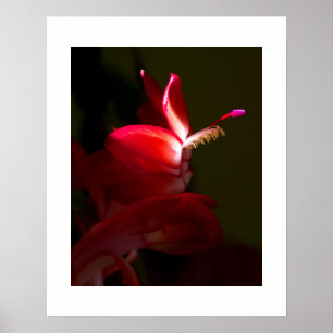 Nahaufnahme einer roten Weihnachtskaktusblüte Poster