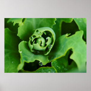 Nahaufnahme einer saftigen Pflanze mit Wassertropf Poster