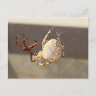 Nahaufnahme einer Spinne Postkarte