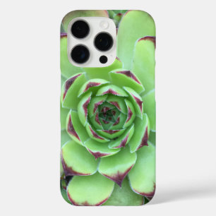 Nahaufnahme einer Sukkulente mit lila Spitzen iPhone 16 Pro Hülle