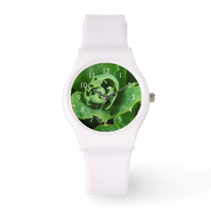 Nahaufnahme einer Sukkulente mit Wassertropfen Armbanduhr