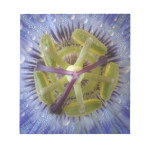 Nahaufnahme einer taufeuchten Passionsblume. Credi Notizblock