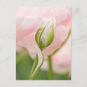 Nahaufnahme einer Tulpe und Knospe Postkarte