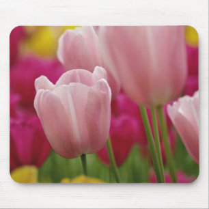 Nahaufnahme einer Tulpenblüte, Kuekenhof-Gärten, Mousepad