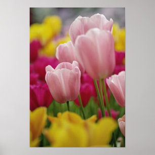 Nahaufnahme einer Tulpenblüte, Kuekenhof-Gärten, Poster