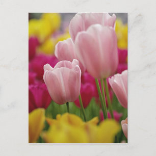 Nahaufnahme einer Tulpenblüte, Kuekenhof-Gärten, Postkarte