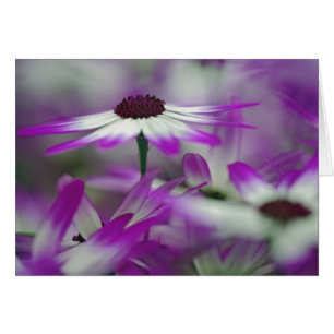 Nahaufnahme einer violetten Blume, Keukenhof-Garte