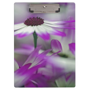 Nahaufnahme einer violetten Blume, Keukenhof-Garte Klemmbrett