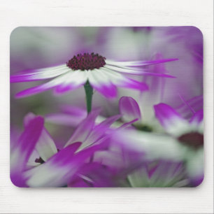 Nahaufnahme einer violetten Blume, Keukenhof-Garte Mousepad