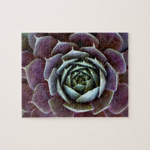 Nahaufnahme einer violetten Sukkulente Puzzle