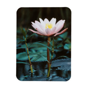 Nahaufnahme einer Wasserlilie am Inle-See Magnet