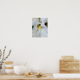 Nahaufnahme einer weißen Bartiris in Blüte Poster
