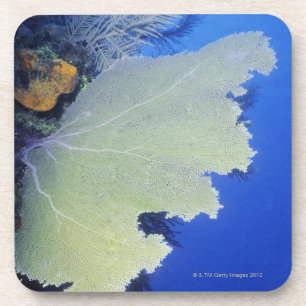 Nahaufnahme eines allgemeinen Seefächers Getränkeuntersetzer