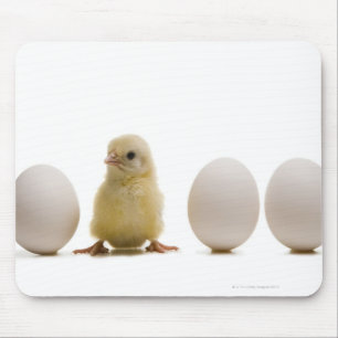 Nahaufnahme eines Babykükens mit drei Eiern Mousepad