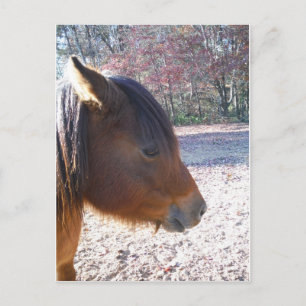 Nahaufnahme eines braunen Pferdes, kleines braunes Postkarte