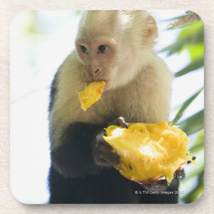 Nahaufnahme eines Capuchinaffen, der eine Frucht Untersetzer
