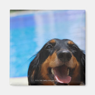 Nahaufnahme eines Dackelhundekeuchens Magnet