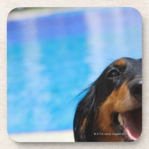 Nahaufnahme eines Dackelhundekeuchens Untersetzer