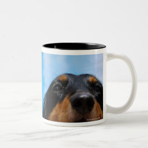 Nahaufnahme eines Dackelhundekeuchens Zweifarbige Tasse