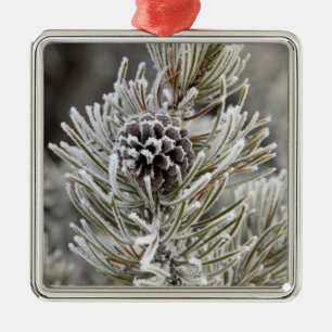 Nahaufnahme eines gefrorenen Kiefernzapfens, Yello Ornament Aus Metall