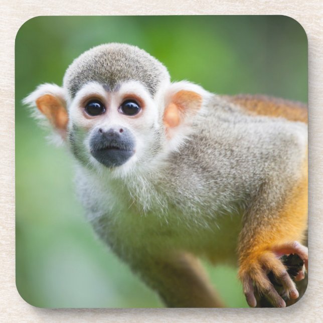 Nahaufnahme eines gemeinen Eichhörnchen-Affen Getränkeuntersetzer (Vorderseite)