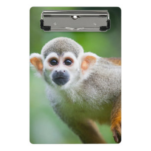 Nahaufnahme eines gemeinen Eichhörnchen-Affen Mini Klemmbrett