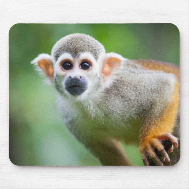 Nahaufnahme eines gemeinen Eichhörnchen-Affen Mousepad (Vorne)