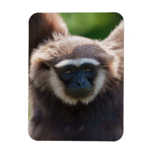 Nahaufnahme eines hängenden Gibbon Magnet