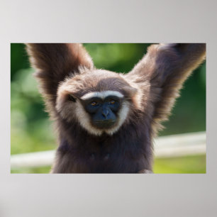 Nahaufnahme eines hängenden Gibbon Poster
