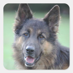 Nahaufnahme eines Hundegesichtes Quadratischer Aufkleber