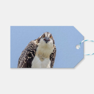 Nahaufnahme eines jugendlichen Osprey Geschenkanhänger