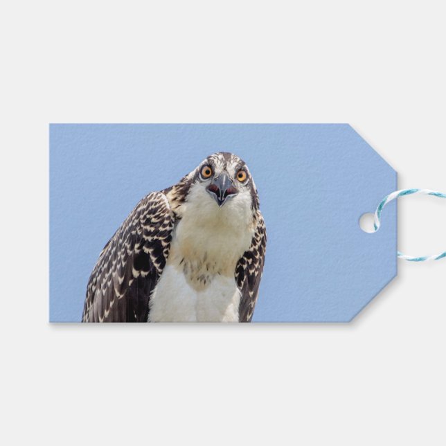 Nahaufnahme eines jugendlichen Osprey Geschenkanhänger (Vorderseite (Horizontal))