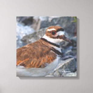 Nahaufnahme eines Killdeer-Ufervogels auf den Fels Leinwanddruck