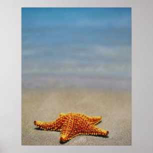 Nahaufnahme eines KissenStarfish Poster