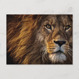 Nahaufnahme eines Löwengesichts Postkarte