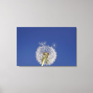 Nahaufnahme eines Löwenzahns Leinwanddruck